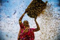 paddy procesing